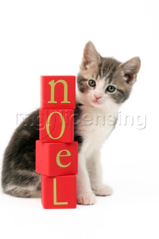 Noel Cat C595