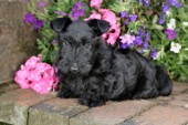 Scottish Terrier in the Garden