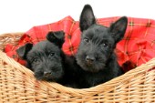 Two Scottish Terriers