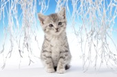 Snow Kitten C606