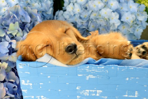 Brown Puppy Asleep in Blue Box DP945