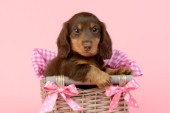 Dog in Pink Basket DP964
