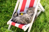 Cat Sleeping on deck Chair CK543