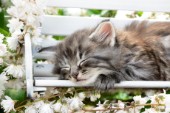 Grey Cat Sleeping on Bench