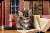 Cat and Book (Variant 1)
