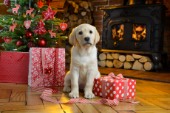 Christmas Labrador Puppy