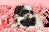 Two Sleeping Shih Tzu Puppies