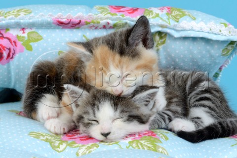 Two Sleeping Kittens