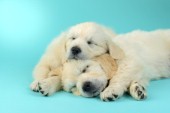 Two Sleeping Golden Retriever Puppies