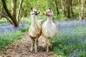Two Llamas In Bluebell Wood