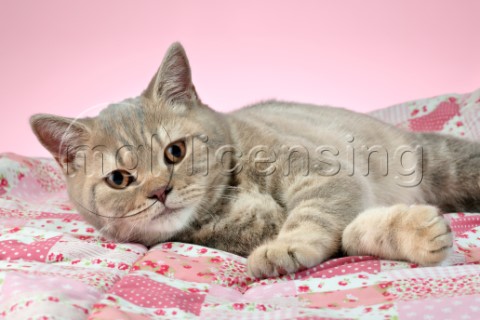 British Shorthair Cat Variant 1 CK697