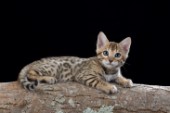 Bengal Kitten On Log CK682