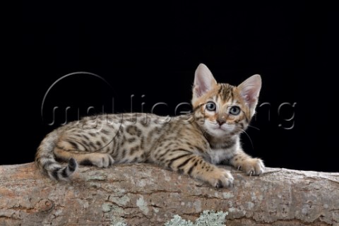 Bengal Kitten On Log CK682