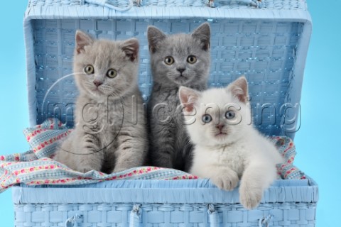 Three Kittens In Blue Chest CK699