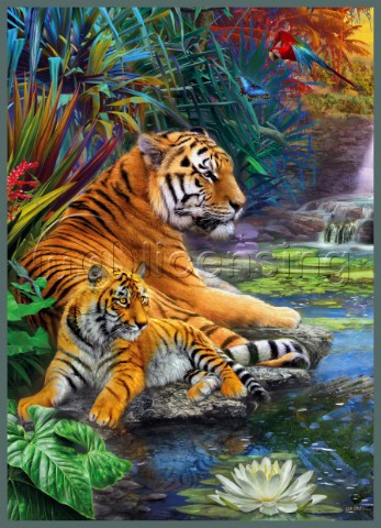 Waterlily Tigers