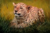 Leopard - curiosity