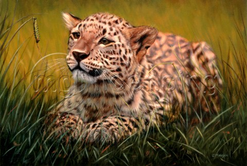 Leopard  curiosity
