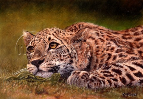 Leopard lying