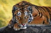 Tiger shanti