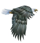 Eagle (852)