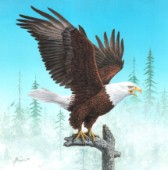 Bald eagle displaying wings