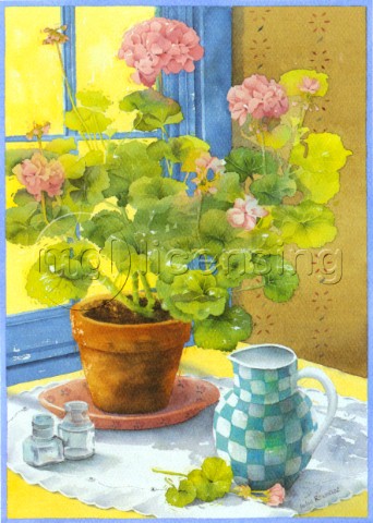 Potted geraniums