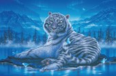 The king of forest - white tiger