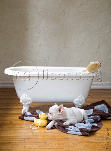 Bathtime bulldog