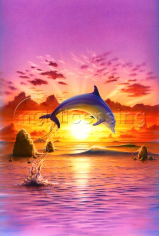 Day of the dolphin  sunset