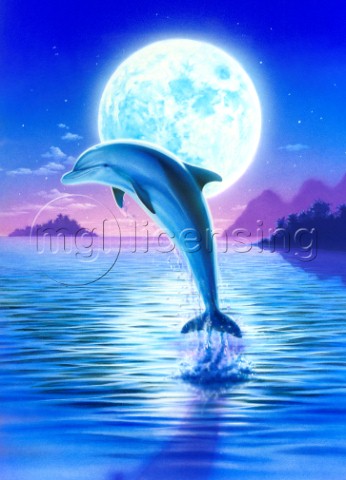 Day of the dolphin  midnight