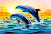 Dolphin duo