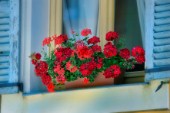 Red Geraniums in Window F672