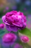 Magenta Rose