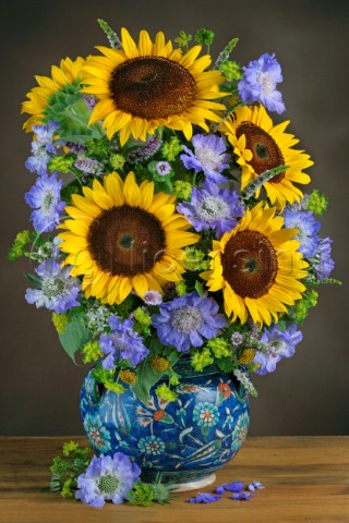 Sunflowers and Scabias