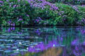 Rhododendron Reflections in a Lilly Pond; Kent; England; 2015