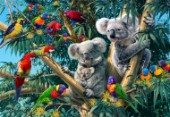 Koala Outback