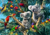 Koala Outback (Variant 1)