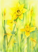 Daffodils in February