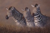 Protecting the foal zebra (NPI 975)