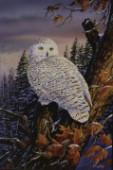 Snowy owl (NPI 978)