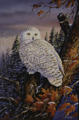 Snowy owl NPI 978