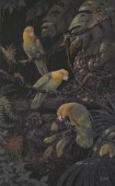 Yellow headed Amazon parrots (NPI 983)