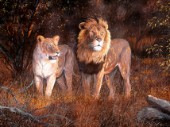 Thorn bush lions (NPI 964-0)