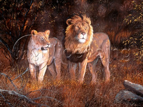 Thorn bush lions NPI 9640