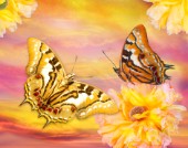Golden Butterfly Sunset