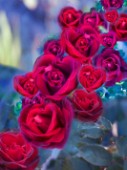 Loveflower Roses
