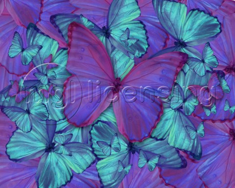Butterfly Radial Violetmorpheus