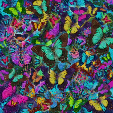 Butterfly Colored Butterfly Explosion