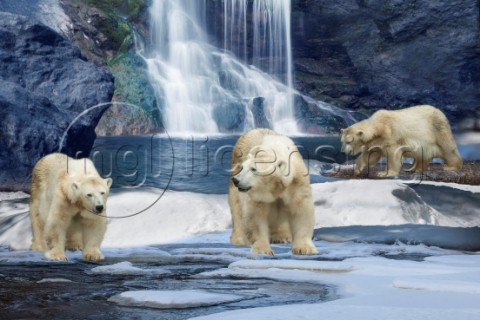 Polar Bear Winter