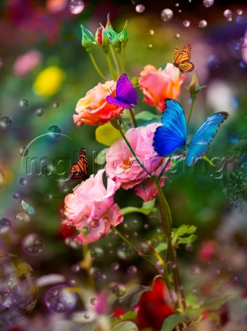 Flowers in the Rain Butterflies variant 1